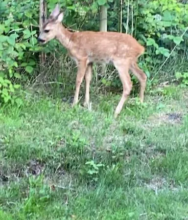 Moderne I Naturskonne Omgivelser *