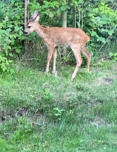Moderne I Naturskonne Omgivelser *